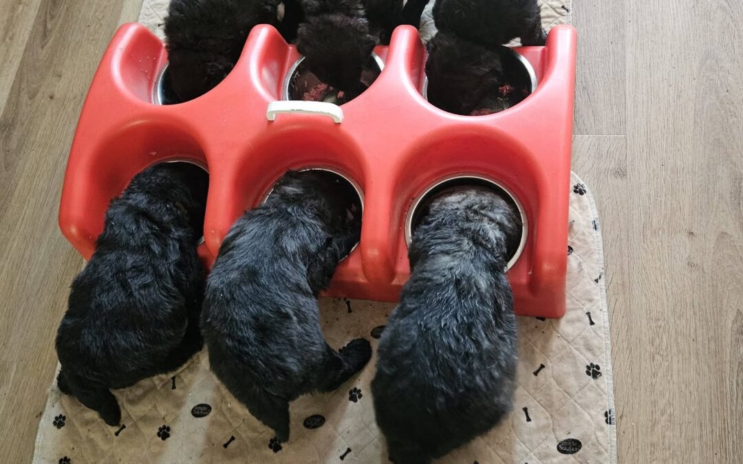 FRIEMEL PUPPY SPAM
